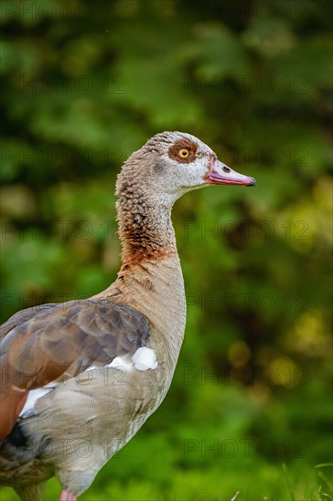 Egyptian goose in meadow