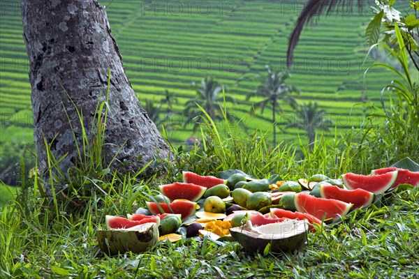 Rice Terraces and Fruits