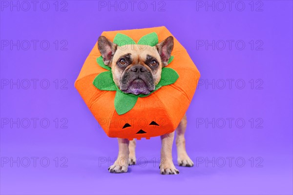 French Bulldog dog dressed up with funny pumpkin Halloween costume in fornt of purple background