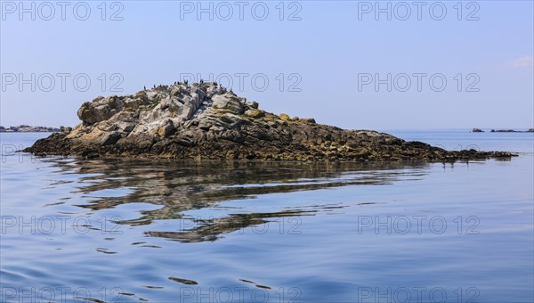 Great cormorant