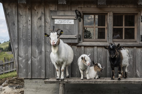 Mountain inn and goats