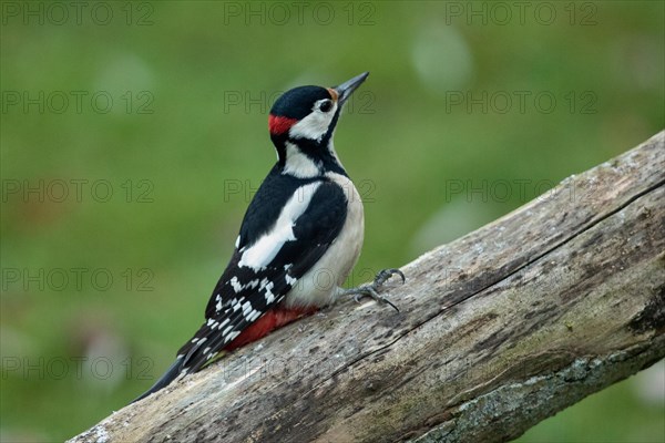 Great spotted woodpecker male sitting on tree trunk looking right
