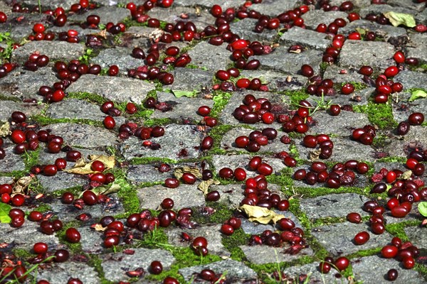 Cornelian cherries