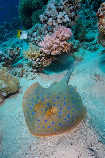 Bluespotted ribbontail ray