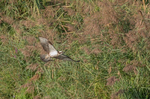 Western osprey