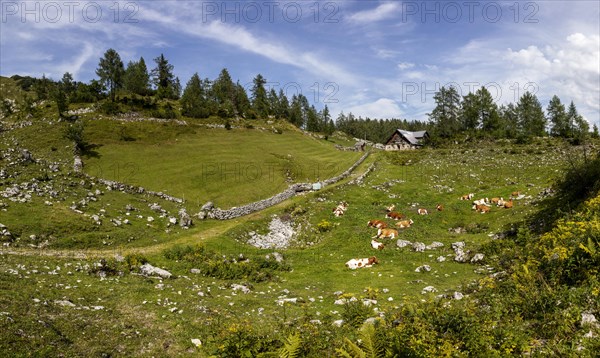 Alpine meadow with cows in front of the Moosangerlalm