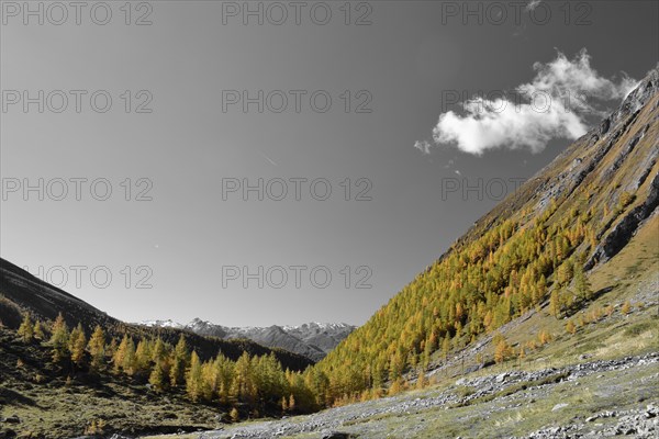 Autumn larch forest near the Steiner Alm