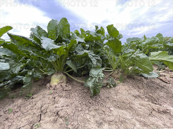 Sugar beet