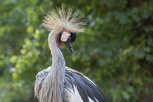 Black crowned crane