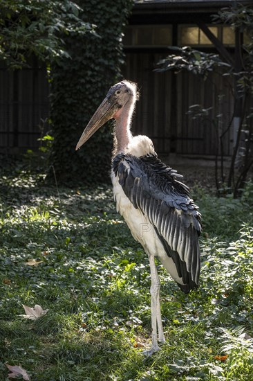 Marabou stork