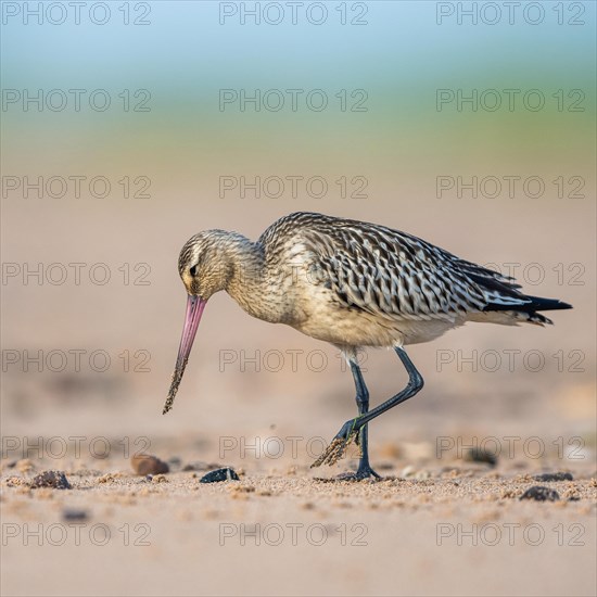 Bar-tailed Godwit