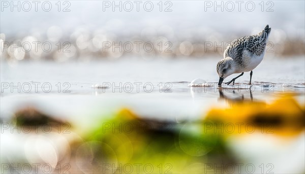 Sanderling