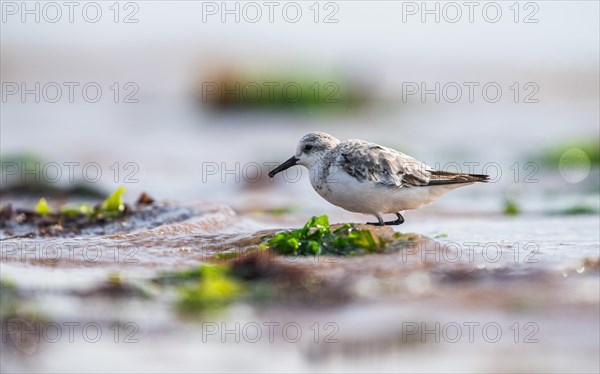 Sanderling