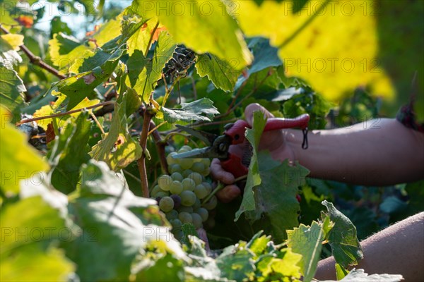 Woman farmer hands using scissors to cut organic sauvignon grape with sscissors from plant in wine farm in summertime harvesting period