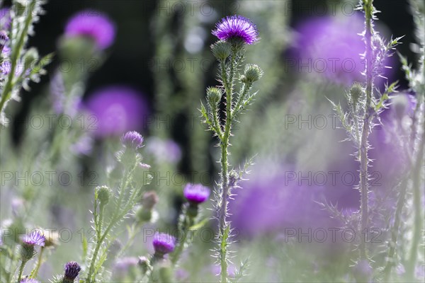 Flowering thistle