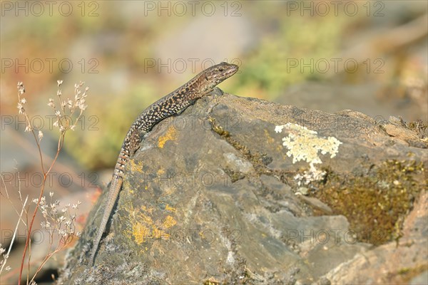 Common wall lizard