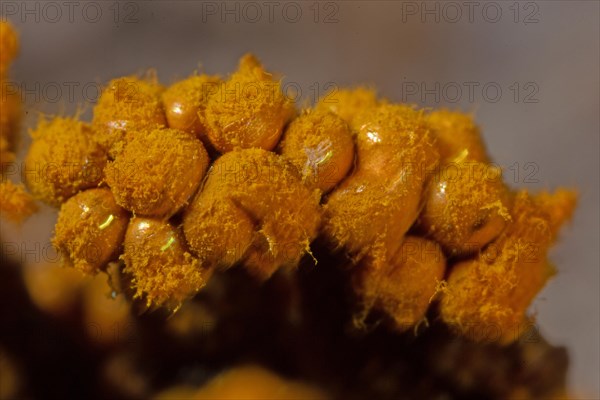 Yellow false hairy mushroom some fruiting bodies with fuzzy yellowish heads next to each other