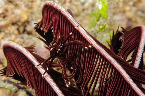 Feather star