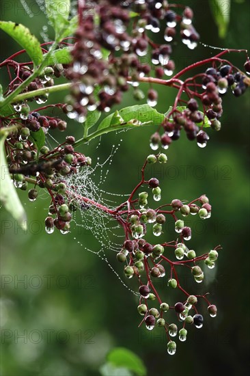 Spider's web with morning dew