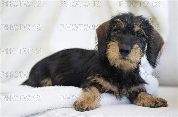 Rough-haired dachshund