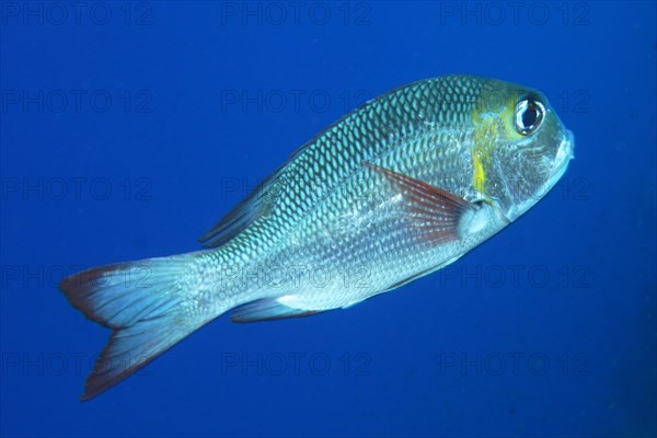 Humpnose big-eye bream