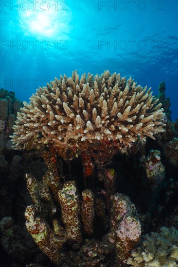 Low staghorn coral