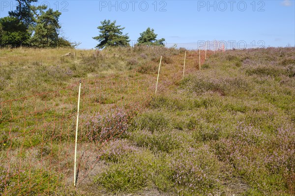 Fence for sheep grazing
