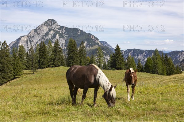 Horses on the mountain pasture with Rinnkogel