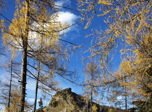 Autumnal yellow lark forest on the Genneralm with view to the Holzeck