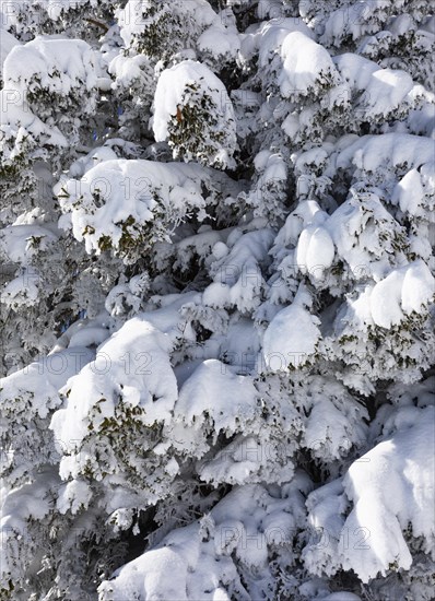 Winter landscape at the Zwoelferhorn with deep snow-covered conifer