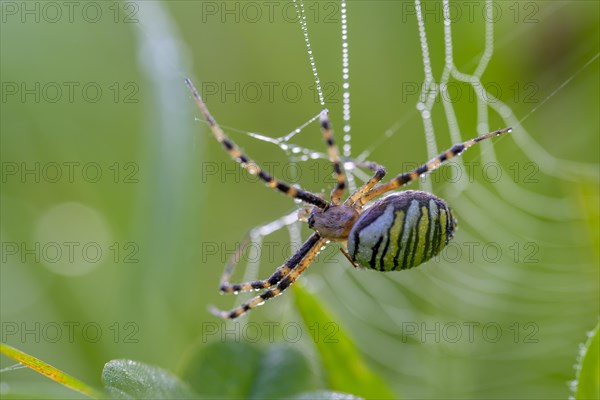 Zebra spider