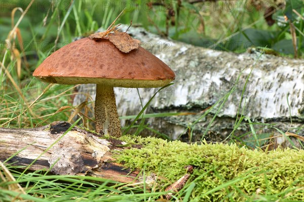 Large edible mushroom of the species orange birch bolete