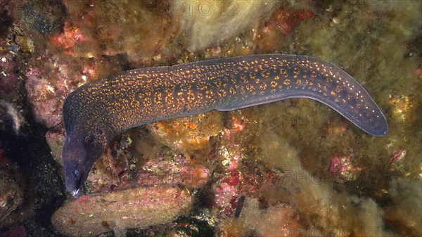 Mediterranean moray