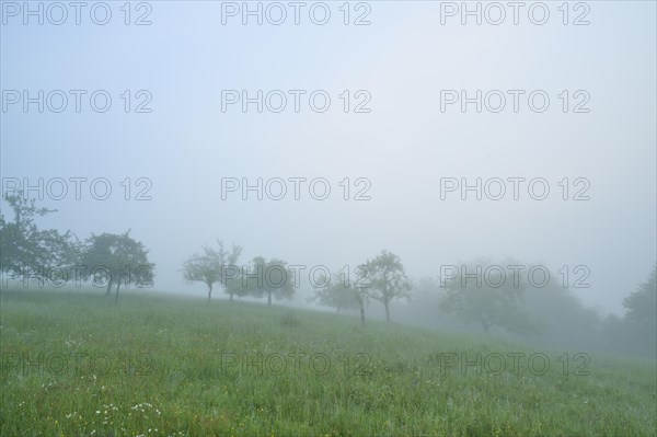 Meadow