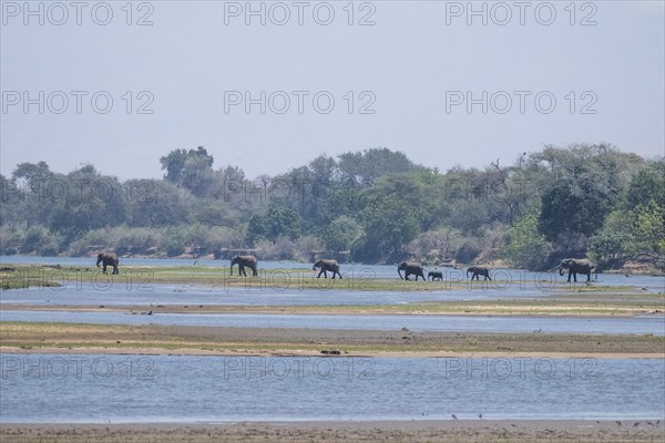 Elephants