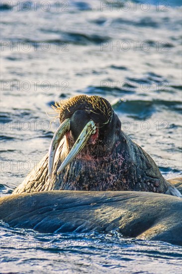 Walrus