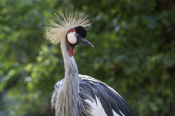 Black crowned crane