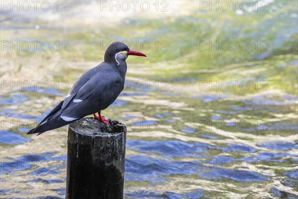 Inca tern