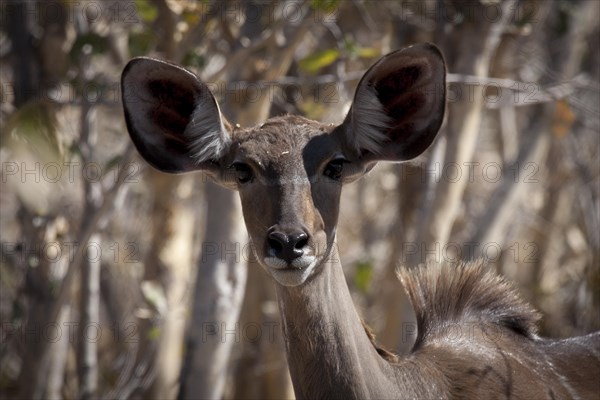 Kudu antelope