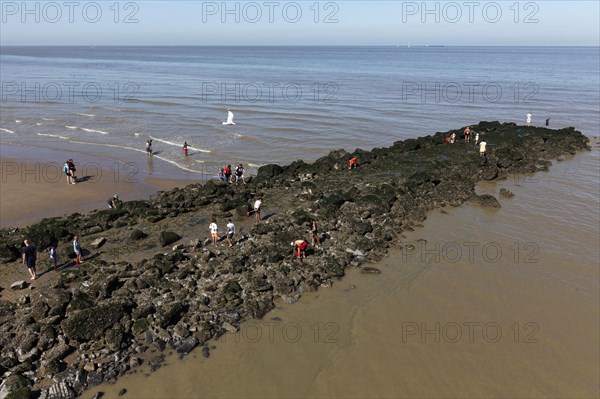People collecting shells on a stone groyne in the sea