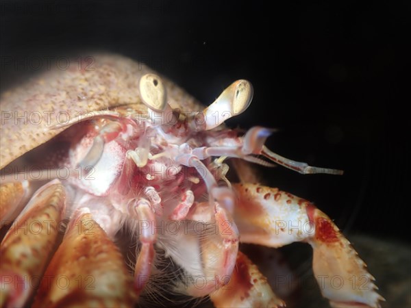 The common hermit crab