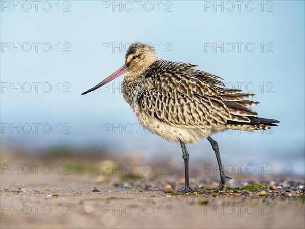 Bar-tailed Godwit