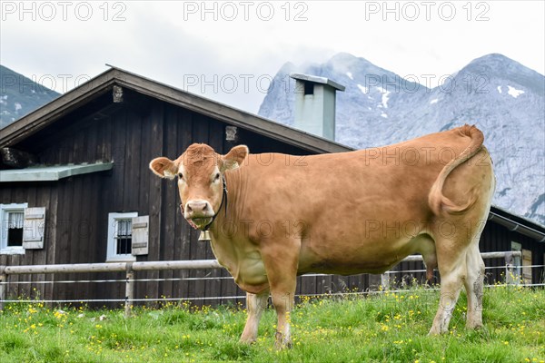 Cow with cowbell in front of an alpine hut on the horse-rider Alm