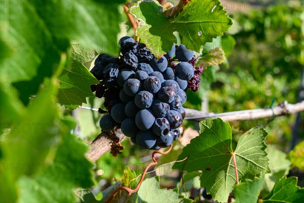 Damaged dry organic grapes in vineyard plantation due to drought and climate change