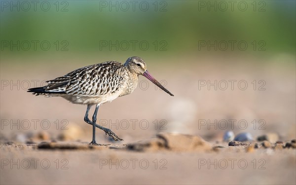 Bar-tailed Godwit