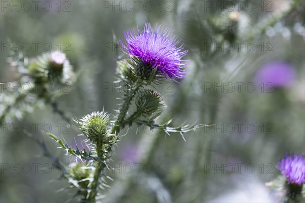 Flowering thistle