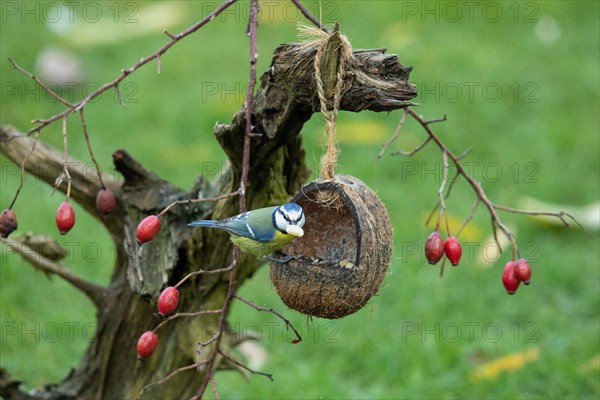 Blue tit with nut in beak sitting at feeding bowl on tree root with red berries looking to the right