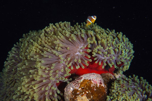 Red splendour anemone