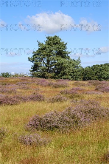 Blooming heathland