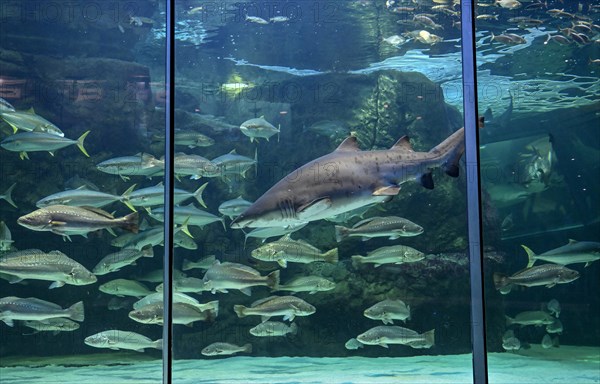 Sand tiger shark